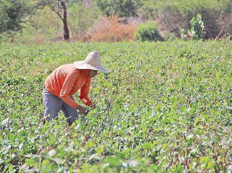 MG tem produção agrícola mais diversificada do País