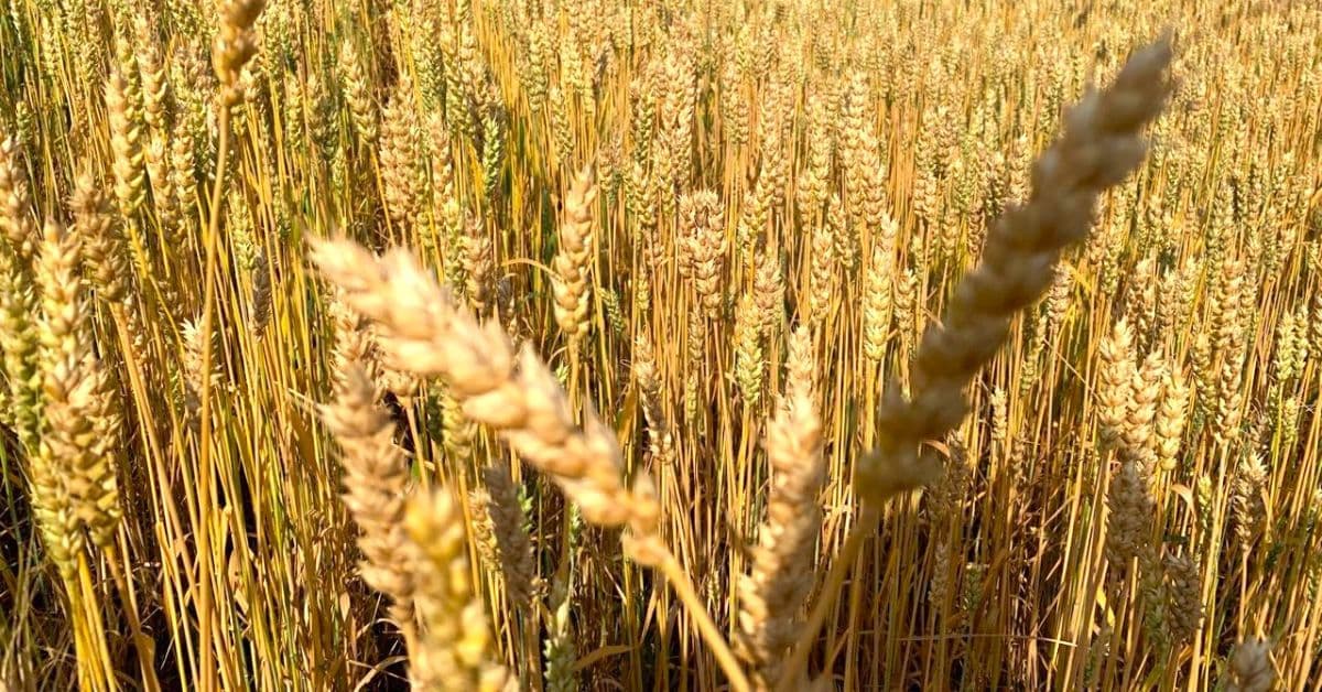 Pesquisas da Epamig sobre cultivar de trigo para silagem apresentam resultados promissores