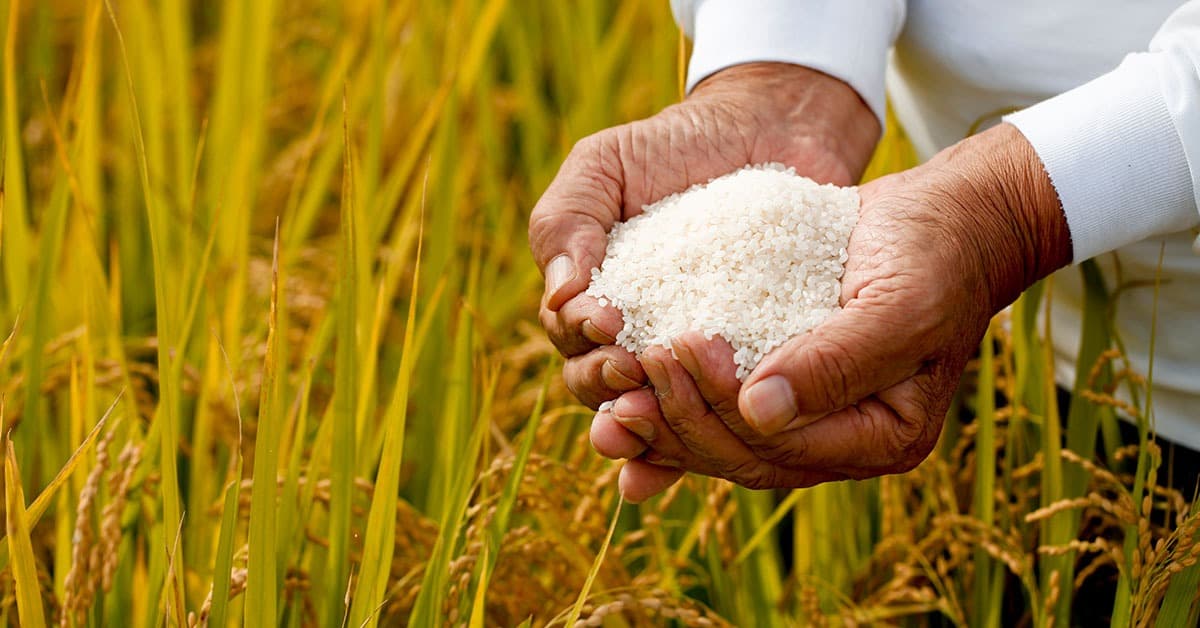 Lula diz que governo financiará áreas de produção de arroz em outros estados