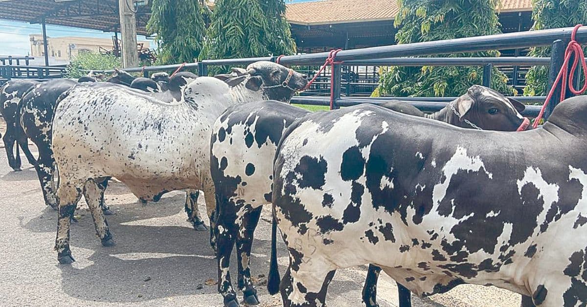 ExpoZebu: Prazo de admissão de animais no Parque Fernando Costa termina nesta quarta, 24