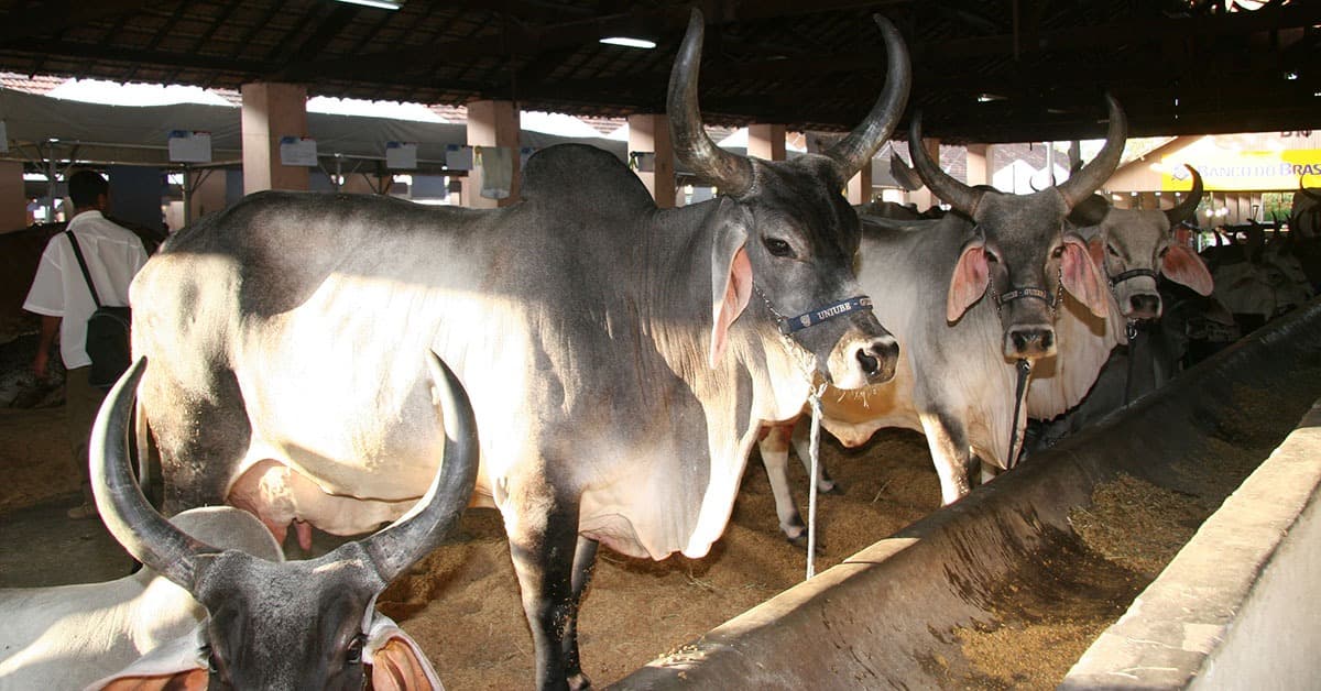 China habilita sete plantas para exportação de soro fetal bovino