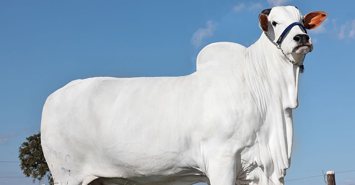 Conheça a vaca Nelore mais cara do planeta, criada em fazenda de Uberaba