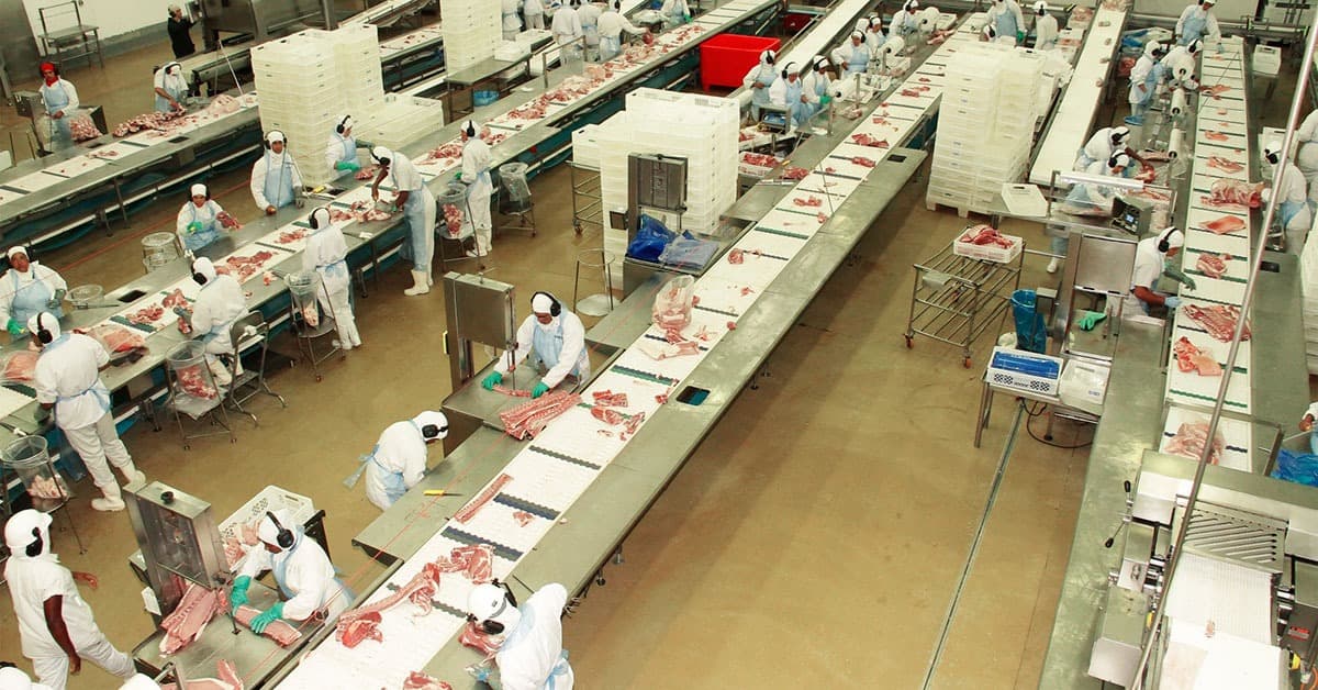 Cooperativa Suinco está ampliando capacidade de abate