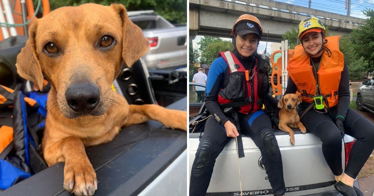 Voluntários de BH resgatam animais no Rio Grande do Sul; veja formas de ajudar