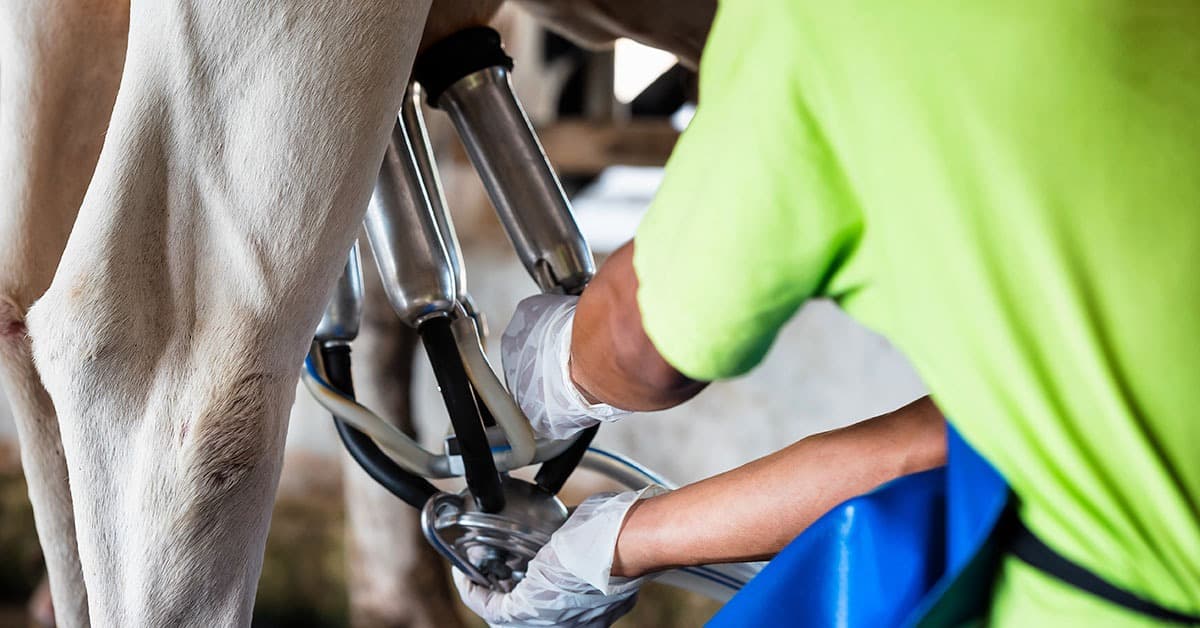 Ferramentas de gestão e capacitação melhoram resultados de produtores de leite