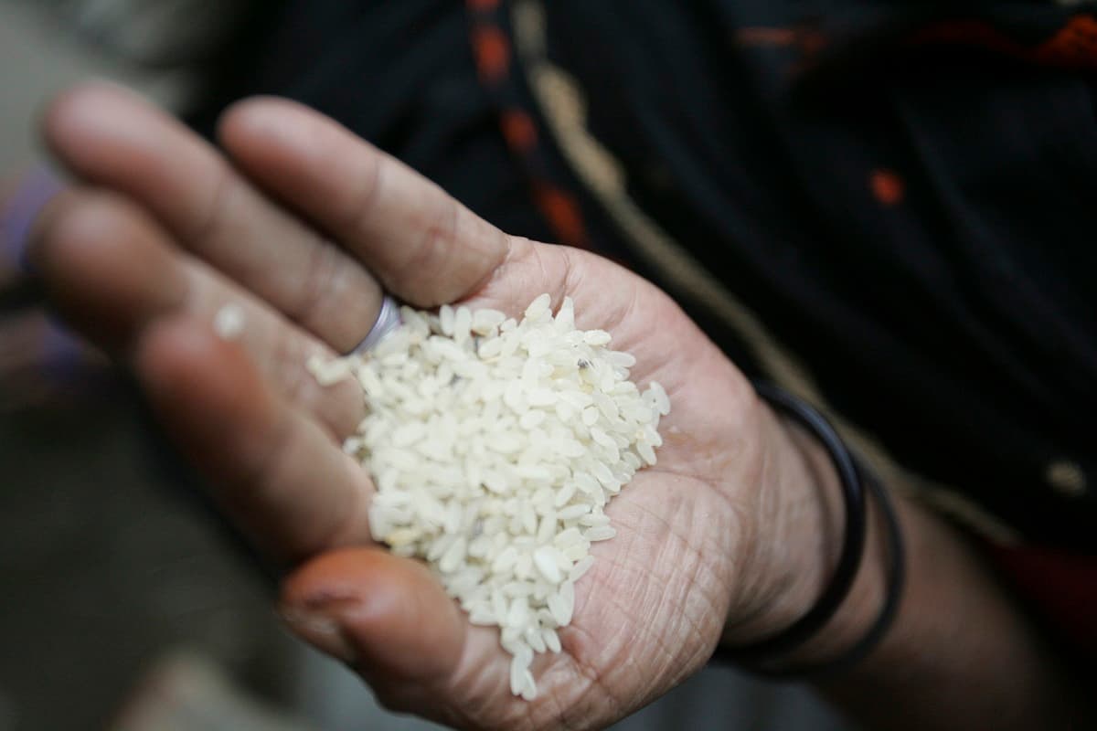Importação de arroz pelo governo é uma decisão bem intencionada e igualmente precipitada