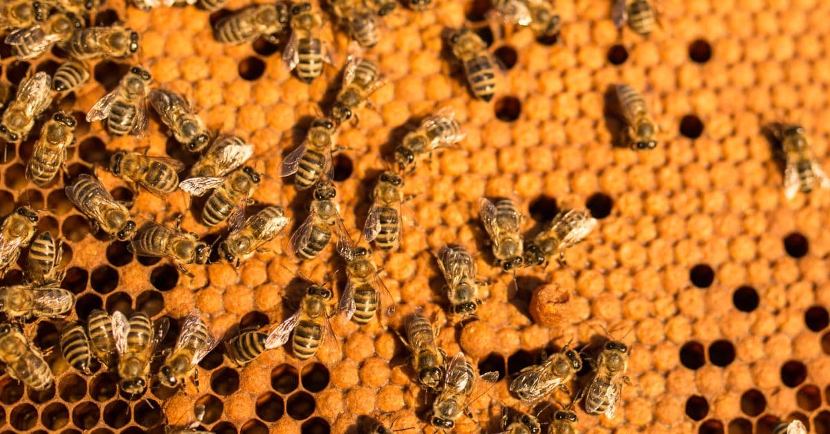 Aplicativo ajuda a mapear colmeias para proteger abelhas