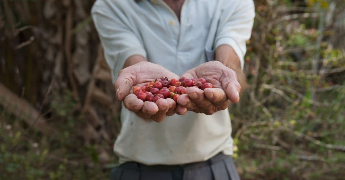 ‘Fintech do café’ projeta expandir financiamento aos produtores rurais