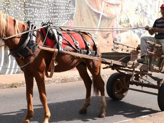 Carroceiro conduz veículo de tração animal em via urbana durante substituição de carroças em BH