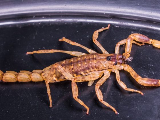 Escorpião-amarelo fotografado de cima, espécie responsável pelos casos mais graves de picada de escorpião no Brasil
