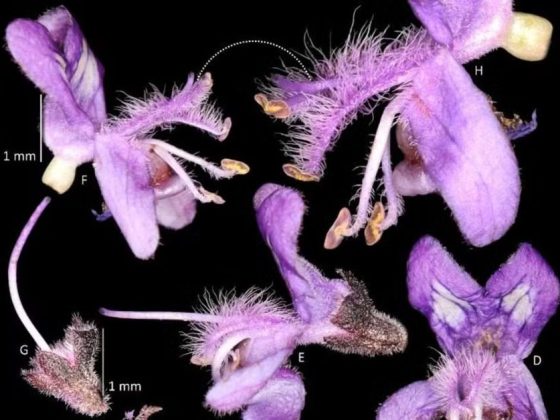 Detalhes morfológicos da nova espécie de planta descoberta no Norte de Minas, a Eriope barrinhae, com flores lilás e estruturas vegetais identificadas por letras.
