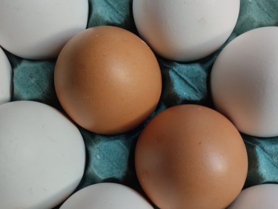 ovo branco ou marrom em bandeja de papelão verde vistos de cima