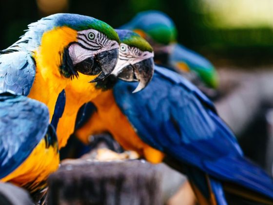 Araras azuis e amarelas em close, espécies vulneráveis ao circovírus que motivou suspensão do recebimento de animais em BH