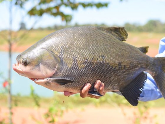 Extinção do tambaqui: pessoa segura exemplar do peixe com as mãos, ao ar livre, próximo a um lago