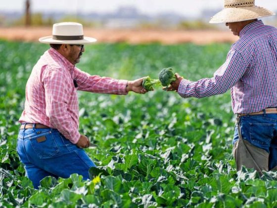 Produtores rurais realizam compras coletivas de hortaliças em uma plantação.