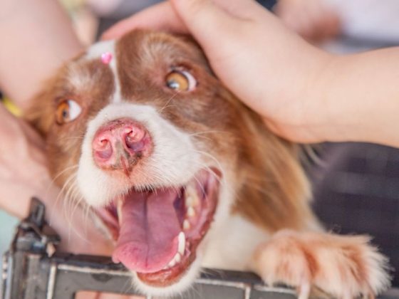 Cachorro feliz, representando o evento de adoção na Savassi.