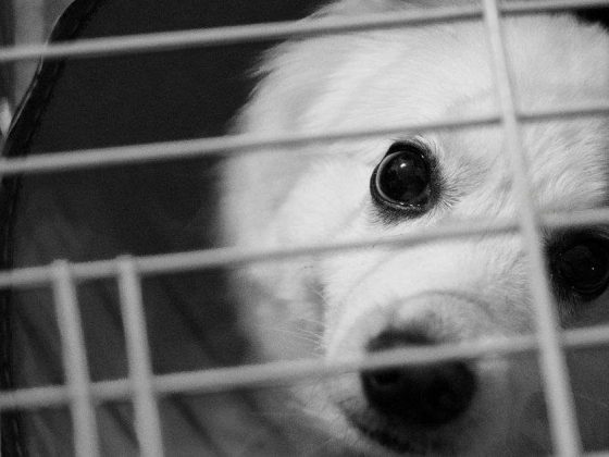 Cachorro branco atrás das grades de uma gaiola, símbolo do debate sobre venda de animais no Mercado Central de BH