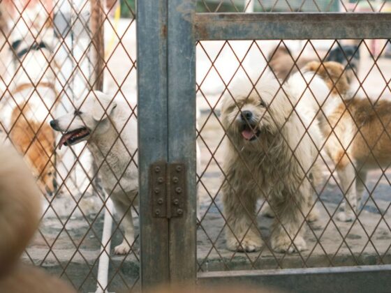 Cães em canil ilustram nova lei que regulamenta a venda de animais domésticos em BH