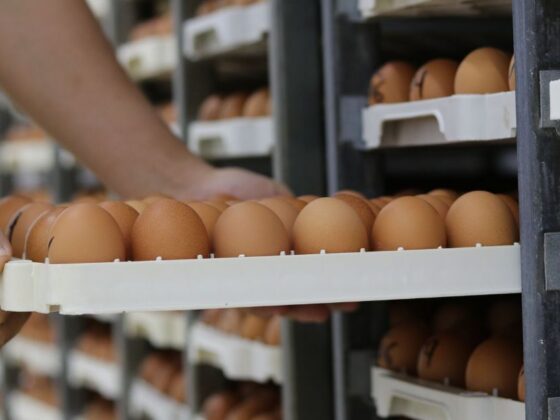 Funcionário organiza bandejas de ovos em estrutura de armazenamento industrial da Mantiqueira Brasil