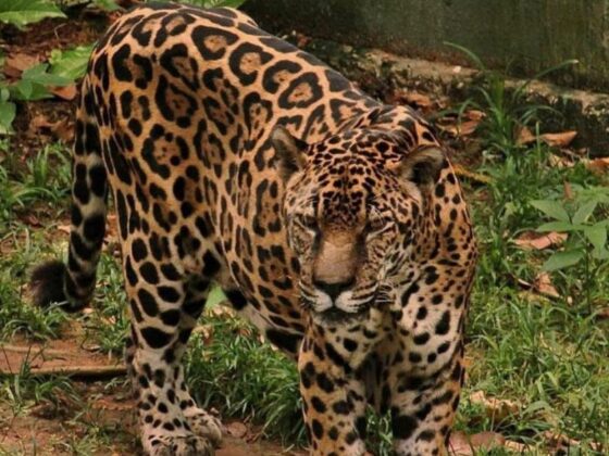 Guardião, onça-pintada mais velha do mundo, caminha pelo recinto do zoológico do CIGS em Manaus