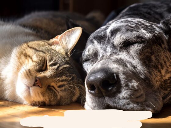Cão e gato dormindo juntos, representando os custos com cuidados elevados.