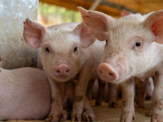 Porcos, representando o preço do suíno em MG.