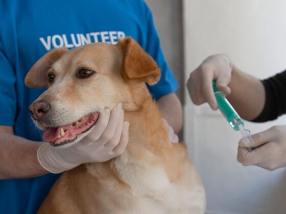 Animal fazendo parte da vacinação antirrábica Montes Claros, meramente ilustrativo.