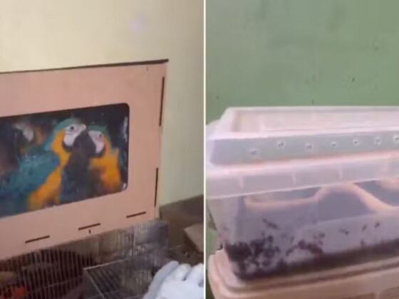 Animais silvestres apreendidos na Grande BH: araras em caixa de madeira e cobra em pote plástico durante operação em Vespasiano