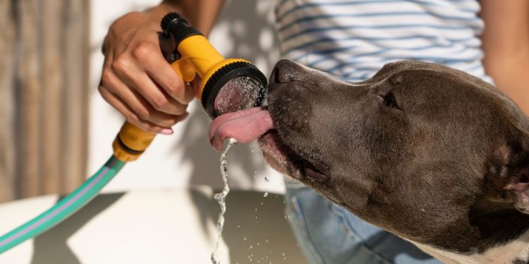 cachorro calor