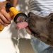 cachorro calor