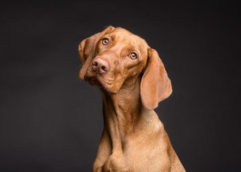 cachorro
