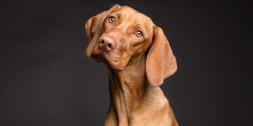 cachorro