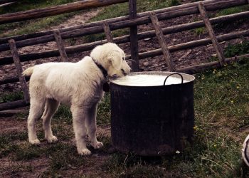 cachorro