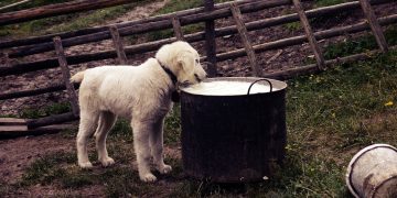 cachorro