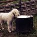 cachorro