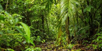 mata atlântica
