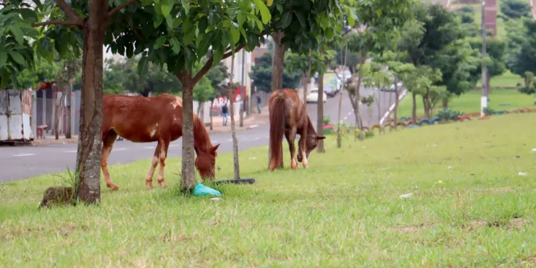 cavalos rua cidade