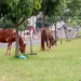 cavalos rua cidade