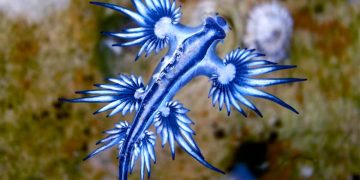 Dragão Azul
