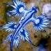 Dragão Azul