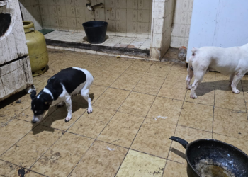 Cachorros em maus-tratos