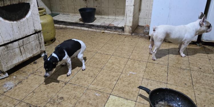 Cachorros em maus-tratos