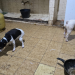 Cachorros em maus-tratos