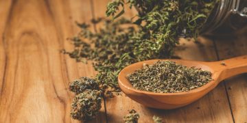 maconha
