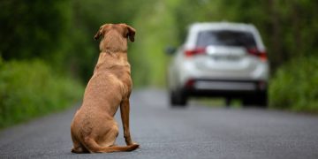 Cachorro abandonado