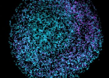 Organóide de um cérebro humano