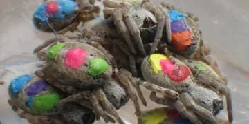 aranhas hippies