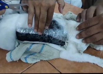 Gato com Drogas na Costa Rica