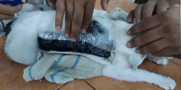 Gato com Drogas na Costa Rica