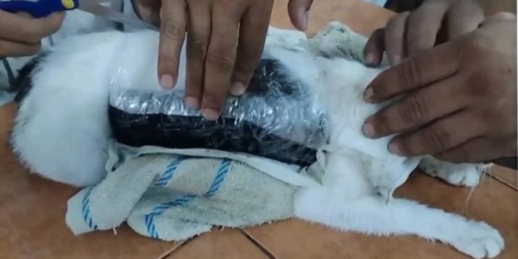Gato com Drogas na Costa Rica